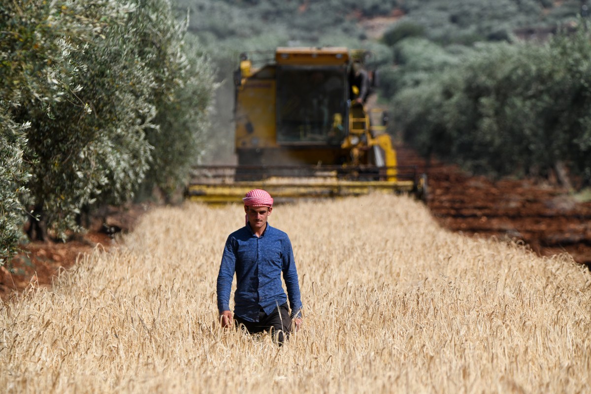 Farmers are harvesting barley and wheat crops in the town of Tal Salour, located in the countryside of Jinderes, northwest Syria. The agricultural crops in Syria are being threatened by drought and climate fluctuations.On May 31, 2023. (Photo by Rami Alsayed/NurPhoto via Getty Images)